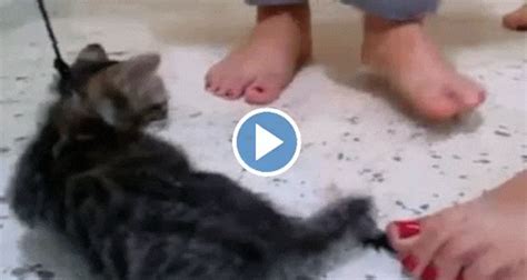 The video shows two girls sitting on a bed, each holding a kitten before tossing them into the air. . 3 girls 1 cat